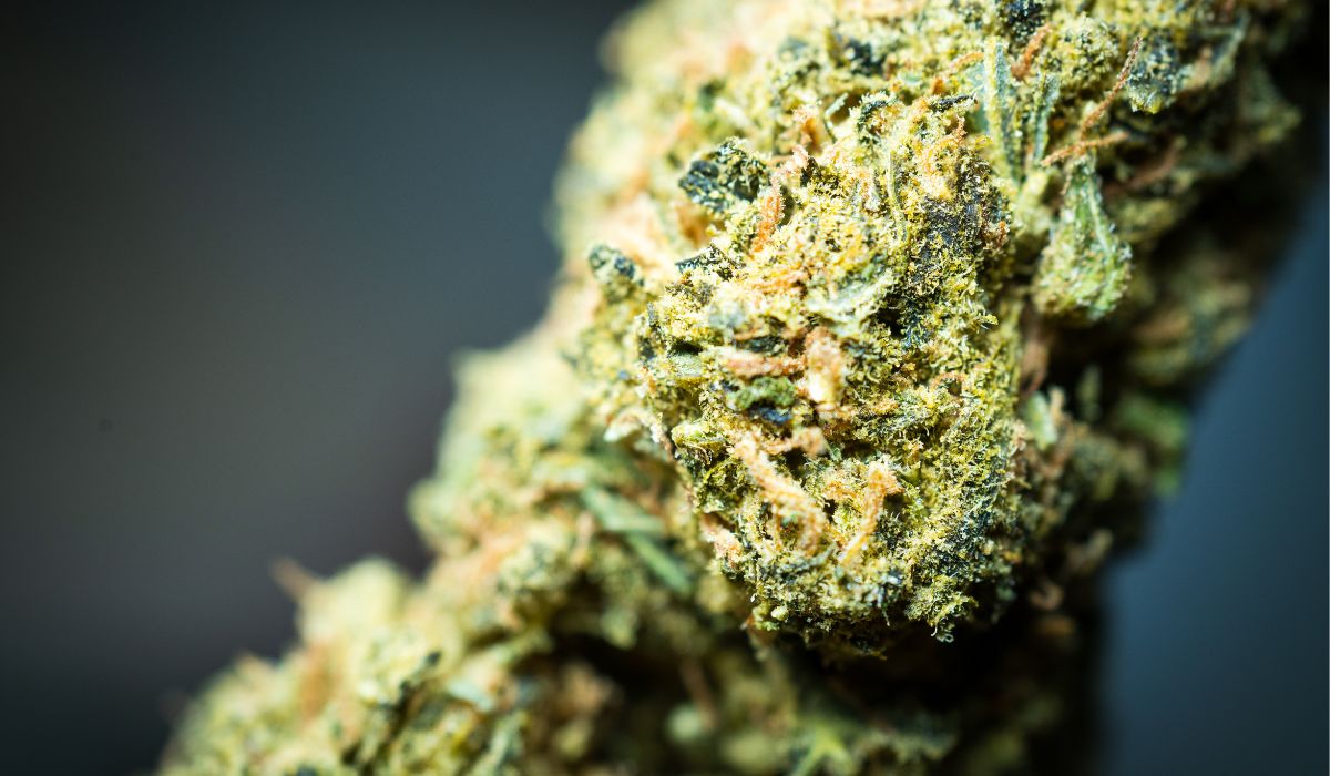 can cannabis kill brain cells