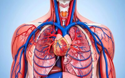 How Drug Addiction Affects the Circulatory System